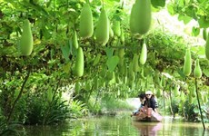 Dong Thap se concentre sur le développement de l'écotourisme et du tourisme agricole