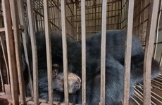 Sensibilisation du public à la lutte contre l'élevage des ours à bile à Hanoï
