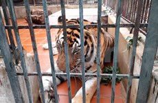Renforcer le cadre légal pour la conservation du tigre au Vietnam