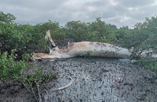 Une grande baleine échouée sur la côte de Quang Ninh 
