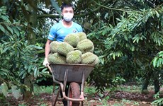 Bientôt la première édition du Festival du durian de Krong Pak