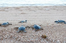 Parc national de Con Dao: Près de 123.000 bébés tortues relâchés dans la mer