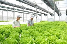 Hanoï se concentre sur l'agriculture de haute technologie