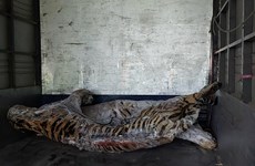 Remise des corps de neuf tigres au Musée de la nature du Vietnam