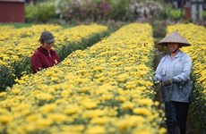 Hanoï: le district de Me Linh prêt pour son tout premier festival des fleurs