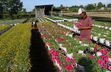 Les villages de fleurs se précipitent à l'approche du Têt du Cochon 2019