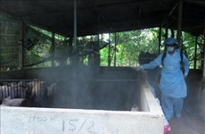 Des foyers épidémiques de peste porcine africaine découvertes à Hung Yen et Thai Binh
