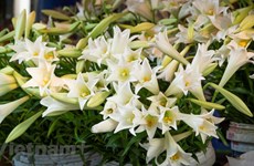 Le lys blanc, symbole du mois d’avril à Hanoï