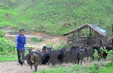 Quang Ninh accélère la réduction de la pauvreté dans les zones montagneuses