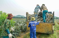 Le processus de transformation d'ananas à la ferme Dong Giao