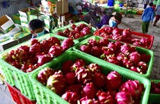 Exportations agricoles vietnamiennes vers l'UE en hausse