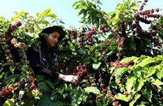 Les exportations nationales de café devraient rebondir en 2021