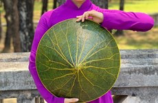 Les feuilles de lotus, source d’inspiration infinie pour un jeune peintre de Hue