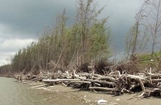 Bên Tre: la protection des mangroves associée au développement de la production