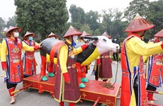 Tien xuan nguu, un rituel royal pour accueillir la paix et la prospérité au printemps
