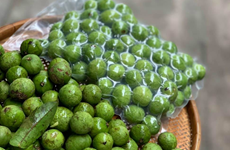 Vingt-deux tonnes de fruits de pancovier congelés sont exportés en Australie