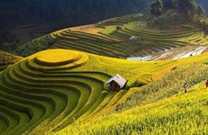 Trek virtuel dans les rizières en terrasses de Hoàng Su Phi 