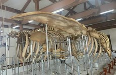 Restauration de deux squelettes de baleines datant de près de 300 ans à Ly Son