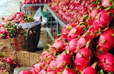  Promotion des exportations vietnamiennes de pitaya vers l’Australie et la Nouvelle-Zélande