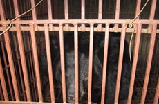 A Binh Duong, un plan bien léché pour la fin de l’élevage d’ours à bile
