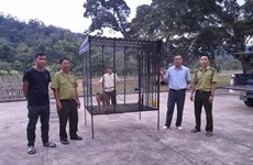 Le Parc national de Kon Ka Kinh accueille un macaque à queue de cochon