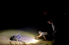 Côn Dao – un endroit sûr et idéal pour les tortues marines
