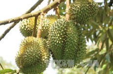 La douane chinoise apprécie la qualité des zones de production du durian au Vietnam