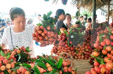 Bac Giang s’emploie à mettre à niveau ses produits OCOP