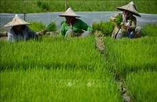 L'Indonésie réserve plus de 6 milliards de dollars pour assurer sa sécurité alimentaire