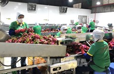 Dong Nai: 120 zones de cultures agricoles reçoivent des codes au service de l’exportation
