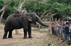 La première destination touristique à arrêter le service de balade à dos d’éléphant