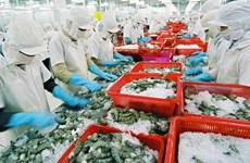 Exportations de crevettes au Japon: le Vietnam maintient sa position de leader