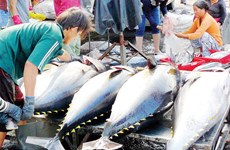Fortes exportations de thon au Mexique