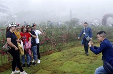 Sa Pa détient le record de la plus grande vallée de roses au Vietnam