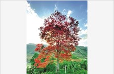  Le May Coong, l’arbre qui rythme les récoltes