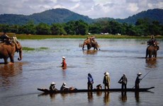 Les experts prennent la défense de l’éléphant au Vietnam