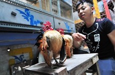 L'élevage de la plus petite race de poules domestiques rapporte gros