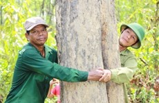 Gardiens bénévoles d’une "forêt parfumée" et fiers de l’être
