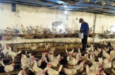 Le Vietnam exportera pour la première fois de la viande de poulet au Japon