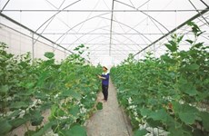 La culture du melon se branche sur la high-tech à Tây Ninh