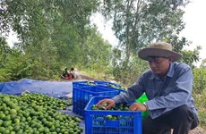 La lime du Vietnam à la conquête du marché japonais