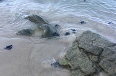 Les tortues marines bénéficient d’un coup de pouce salvateu