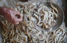 La Thaïlande suspend les importations de crevettes indiennes