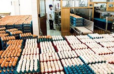 Le MOIT annonce les contingents tarifaires d’importation de sel et d’œufs 