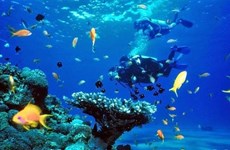 Près de 12.000 espèces animales et végétales marines recensées au Vietnam