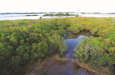 Reboisement des mangroves pour lutter contre l’avancée de la mer