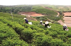 À Lâm Dông, la restructuration agricole ranime la commune de Lôc Bao