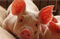 Renforcement des mesures de prévention de la peste porcine africaine