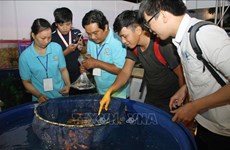 Festival des poissons d’aquarium de Ho Chi Minh-Ville