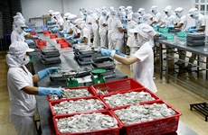 Les céphalopodes du Vietnam exportés dans 61 pays et territoires